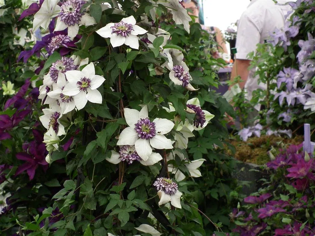 Floral marquee in the long water area 13